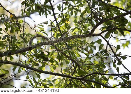 Red-eyed Vireo (vireo Olivaceus) Perched On A Tree Limb