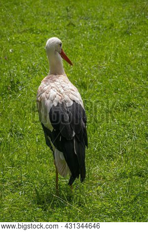 Han-sur-lesse, Wallonia, Belgium - August 9, 2021: Wildpark. Closeup Of White-black Adult Stork Stan