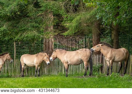 Han-sur-lesse, Wallonia, Belgium - August 9, 2021: Wildpark. Row Of 4 Light Brown Przewalski Horses 