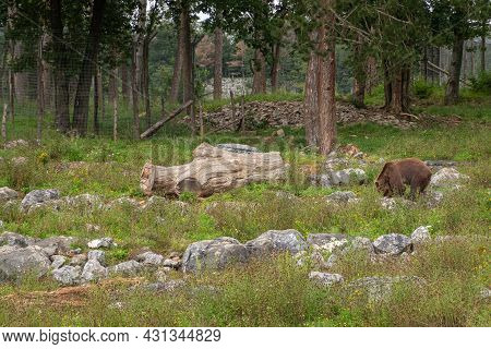 Han-sur-lesse, Wallonia, Belgium - August 9, 2021: Wildpark. Brown Bear Looking For Food In Wilderne