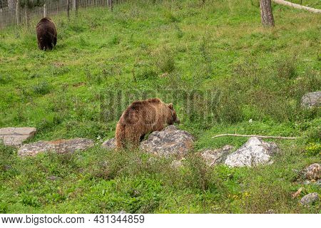 Han-sur-lesse, Wallonia, Belgium - August 9, 2021: Wildpark. 2 Brown Bears Looking For Food In Wilde