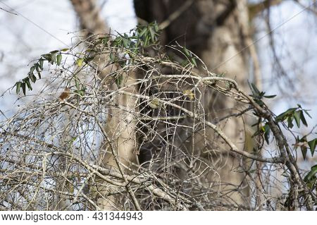 Red Spot On A Ruby-crowned Kinglet (regulus Calendula) Showing From The Bird's Perch On A Branch