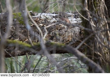 Ruby-crowned Kinglet (regulus Calendula) Fluttering Along A Large Branch