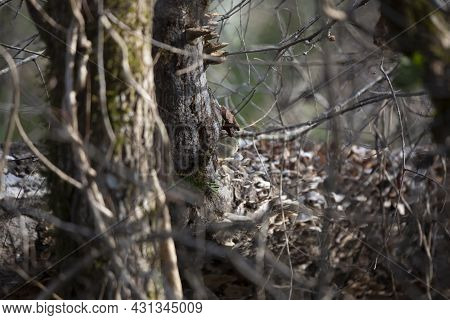 Ruby-crowned Kinglet (regulus Calendula) Looking Out From Near The Base Of A Tree Trunk