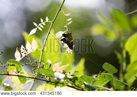Silver-spotted Skipper (epargyreus Clarus) Feeding From A Healthy Bush