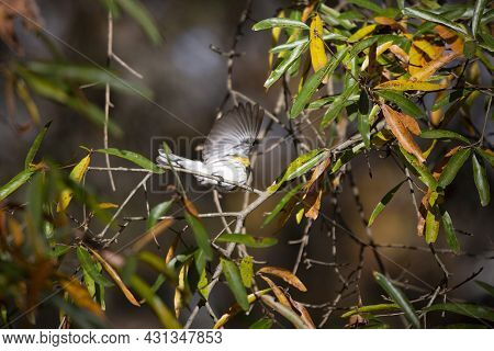 Female Yellow-rumped Warbler (setophaga Coronata) Taking Flight From A Tree