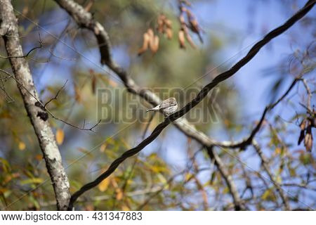 Female Yellow-rumped Warbler (setophaga Coronata) On A Power Line