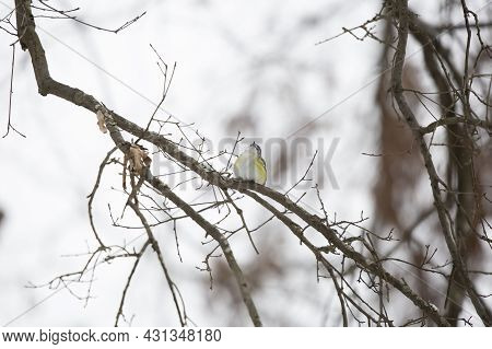 Adult Blue-headed Vireo (vireo Solitarius) Looking Curiously To The Side From A Branch On A Cold, Gr