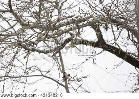 Adult Blue-headed Vireo (vireo Solitarius) Flying Toward A Branch On A Cold, Gray Day