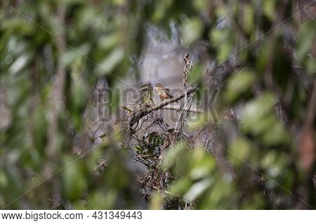 Carolina Wren (thryothorus Ludovicianus) On A Branch In The Wind