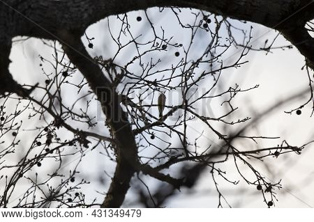 Majestic Cedar Waxwing (bombycilla Cedrorum) Looking Out From Its Perch On A Tree Limb
