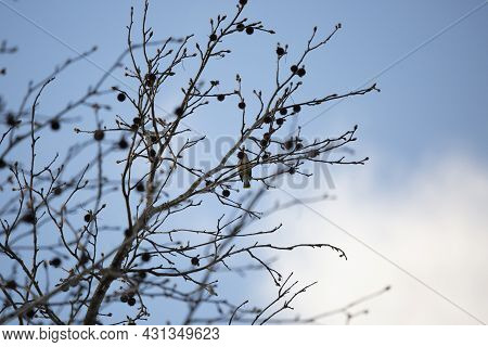 Majestic Cedar Waxwing (bombycilla Cedrorum) Hiding Behind A Spur On A Tree