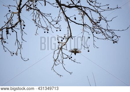 Cedar Waxwing (bombycilla Cedrorum) Flying From A Tree Branch