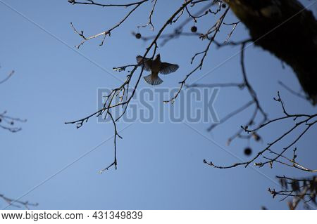 Cedar Waxwing (bombycilla Cedrorum) Landing On A Tree Limb
