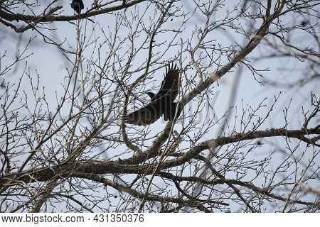 American Crow (corvus Brachyrhynchos ) Taking Flight From A Tree Limb