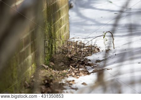 Fox Sparrow (passerella Iliaca) On A Small Patch Of Thawed Ground Near A Brick House With Snow All A
