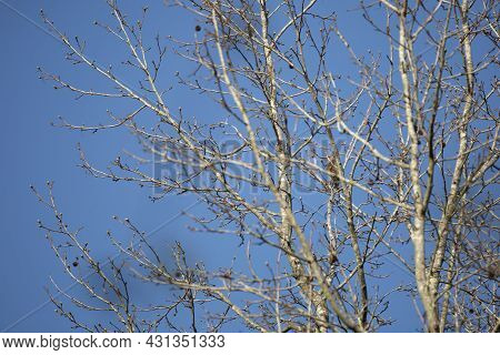 Male Yellow-shafted Northern Flicker (colaptes Auratus) Turning To The Side Curiously From A Tree Br