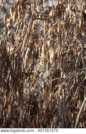 Orange-crowned Warbler (vermivora Celata) Looking Out Majestically, Preparing To Jump From A Perch N