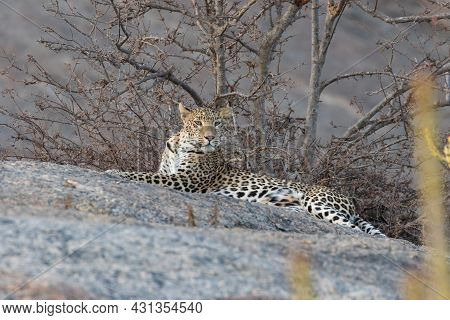 An Adult Indian Leopard Siting Gracefully On A Rock And Looking Sideways Straight Into The Eyes At R