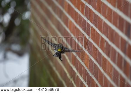 Yellow-rumped Warbler (setophaga Coronata) Flying Past A Red Brick Wall