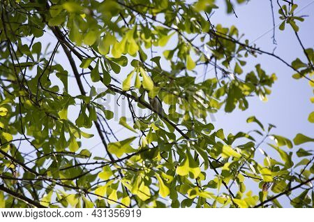 Curious Blue-gray Gnatcatcher (polioptila Caerulea) Looking Around From A Tree Branch