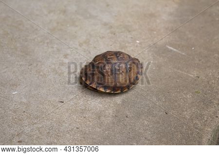 Eastern Box Turtle (terrapene Carolina Carolina) In Its Shell  On Cement