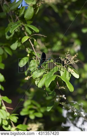 Ebony Jewelwings (calopteryx Maculata) Perched On A Bush Limb