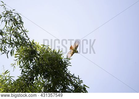 Great-crested Flycatcher (myiarchus Crinitus) Flying Off A Tree