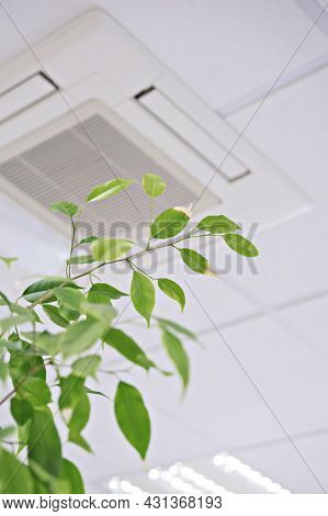Ficus Green Leaves Against Ceiling Air Conditioner In Modern Office Or At Home. Indoor Air Quality C