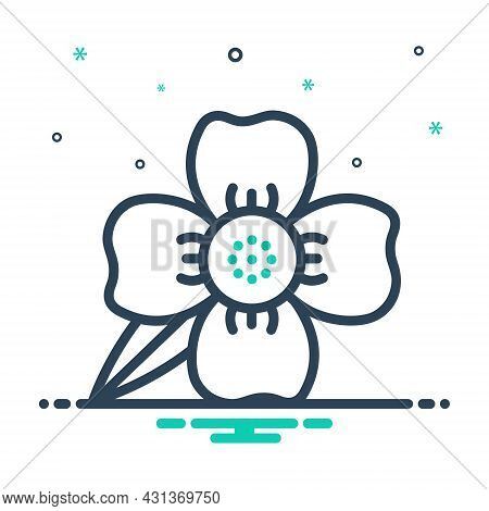 Mix Icon For Mesua-ferrea Mesua Ferrea Cobra-saffron Ironwood Calophyllaceae Blooming Natural Flower