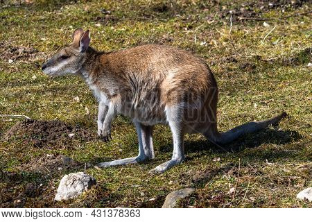 The Agile Wallaby, Macropus Agilis Also Known As The Sandy Wallaby Is A Species Of Wallaby Found In 