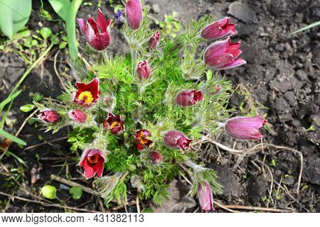 A Close-up Of A Beautiful Perennial Spring Spring Plant Pulsatilla Vulgaris, The Pasqueflower, Rubra