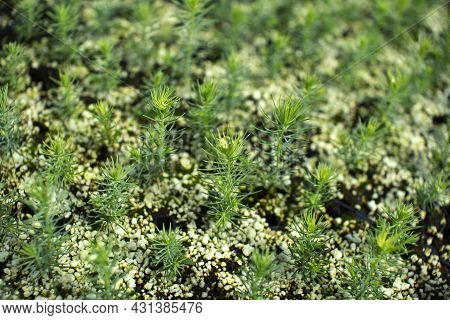 Green Seedlings Of Coniferous Trees. A Greenhouse For Growing Plants And Trees.
