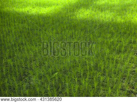 Green Seedlings Of Coniferous Trees. A Greenhouse For Growing Plants And Trees.