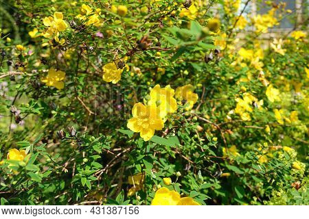 St John's Wort, A Yellow Garden Flower