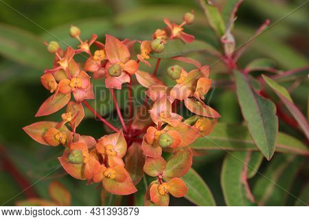 Spurge With Orange Flowers, Euphorbia Griffithii Variety Dixter, In Close Up With A Blurred Backgrou
