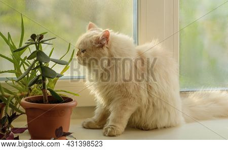 Persian Cat Is Sitting Next To The Houseplants On The Windowsill.
