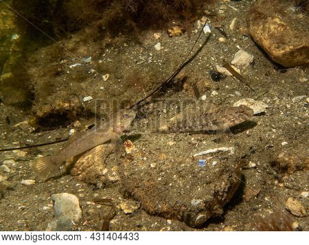 A Sandy Goby, Pomatoschistus Minutus, In The Sound, The Water Between Sweden And Denmark