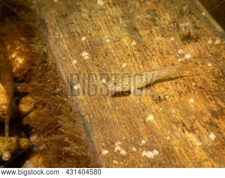 Crystallogobius Linearis, The Crystal Goby. Picture From The Sound, Malmo Sweden