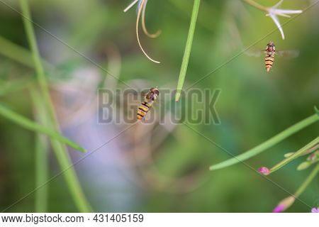 Two Hoverflies In Flight Over Some Plants