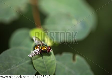 A Close Up Of A Fly On A Plant.