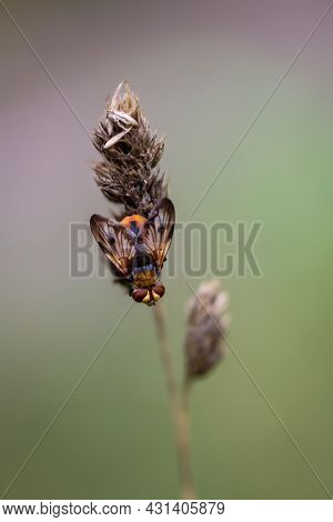 A Close Up Of A Fly On A Plant.