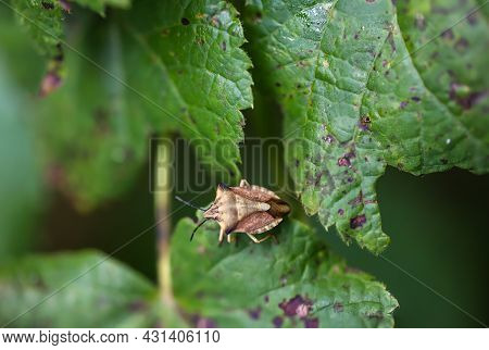 A Bug On A Plant. Portrait Of A Bug.
