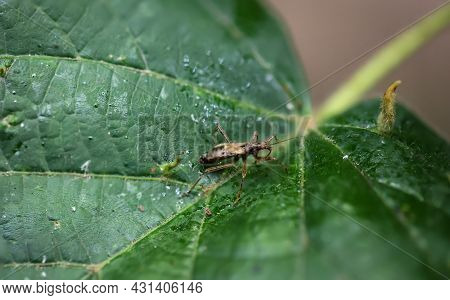 A Bug-like Insect Sits On A Leaf Of A Tree.
