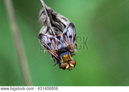A Close Up Of A Fly On A Plant.