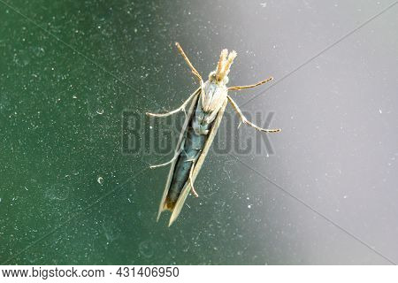 Photo Of A Moth (pyralidae), A Moth Or A Butterfly.