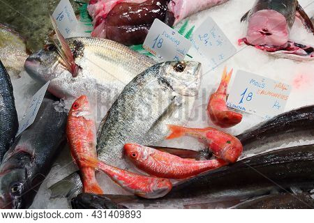 Boqueria Market In Barcelona. Fresh Fish Price Tags: Dorada (gilt Head Bream) And Molls Salmonetes (