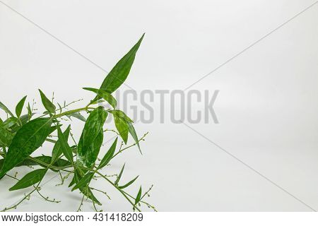 Andrographis Paniculata Herb Plant On White Background