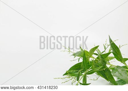 Andrographis Paniculata Herb Plant On White Background,with Copy Space