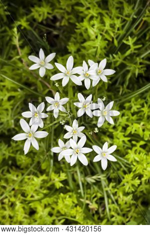 White Ornithogalum Flowers Closeup (star Of Bethlehem).